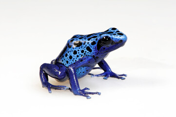Blauer Pfeilgiftfrosch // Blue poison dart frog (Dendrobates tinctorius azureus)