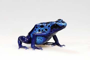 Blue poison dart frog // Blauer Pfeilgiftfrosch (Dendrobates tinctorius azureus)
