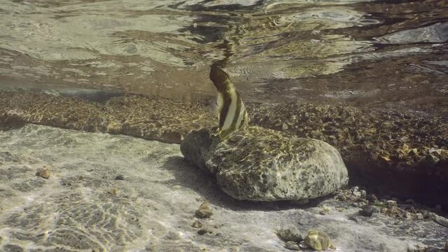 Juvenile Bat fish swims under waves in surf zone, Slow motion. Baby Batfish (Platax orbicularis) floats over rocky bottom in coastal area on bright sunny day under sunshine
