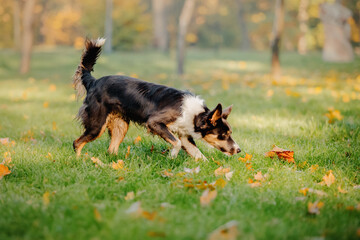 Border Collie dog playing with maple leaves. Fall season. Dog in autumn.