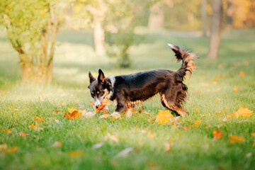 Border Collie dog playing with maple leaves. Fall season. Dog in autumn.
