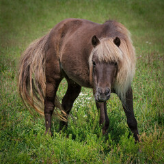 Shetland Pony (2023)
