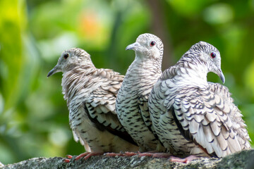 Scaled Dove (Columbina squammata) perched in the wall, selective focus