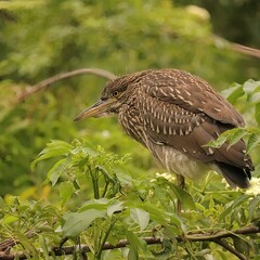 Black-crowned Night Heron Cypress Gardens Wetlands Port Royal South Carolina