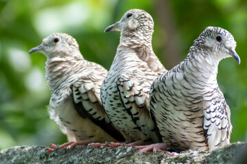 Wild dove ( Columbina squammata ) Carijó pigeons isolated, selective focus. Rolinha carijó, fogo apagou