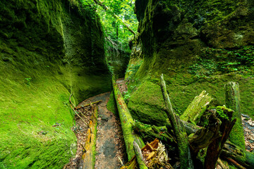 苔の回廊　北海道観光　大自然の景色