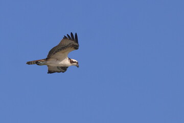 Obraz premium Osprey hunting prey inflight against blue sky. 