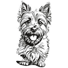 Cairn Terrier dog face vector portrait, funny outline pet illustration white background sketch drawing