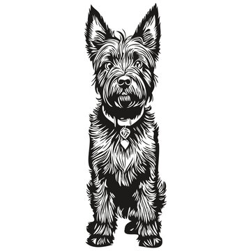 recommend clip art: Scottish Terrier dog portrait in vector, animal hand drawing for tattoo or tshirt print illustration sketch drawing