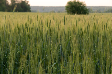 Two-rowed barley or Hordeum distichon growing in the field, stems in the rays of sunlight.