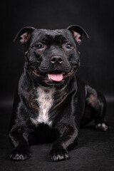 portrait of the black Staffordshire Bull Terrier Dog