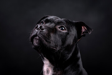 Naklejka premium portrait of the black Staffordshire Bull Terrier Dog