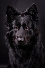 portrait of the black german shepherd short hair dog