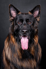 portrait of the german shepherd long hair dog