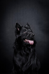 portrait of the black german shepherd short hair dog