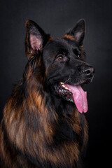 portrait of the german shepherd long hair dog