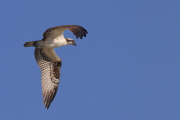 Osprey hunting prey inflight against blue sky. 