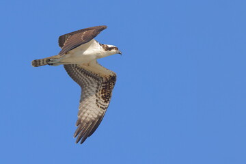Osprey hunting prey inflight against blue sky. 