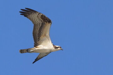 Osprey hunting prey inflight against blue sky. 