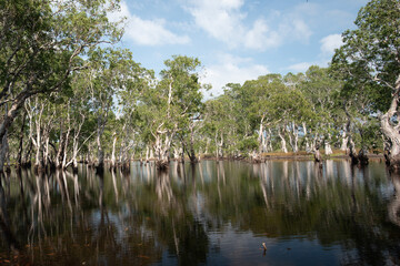 Mangrove forest background of Golden Budda Island mean Ko Phra Thong in Thailand.