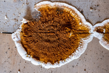 Big home destructive fungus or Serpula lacrymans on the floor of the residential building, close-up image - obrazy, fototapety, plakaty