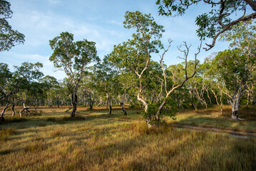 savannah grassland landscape of Golden Budda Island mean Ko Phra Thong in Thailand.