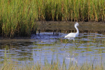 White egret in habitat stalking prey in saltwater marsh. 