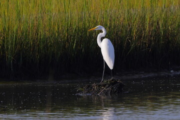 White egret in habitat stalking prey in saltwater marsh. 