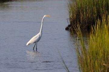 White egret in habitat stalking prey in saltwater marsh. 
