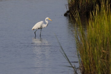 White egret in habitat stalking prey in saltwater marsh. 