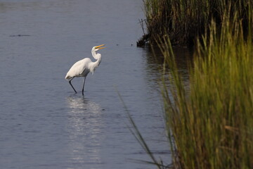 Fototapeta premium White egret in habitat stalking prey in saltwater marsh. 