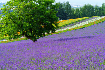 北海道・中富良野町 初夏のラベンダー（ファーム富田）