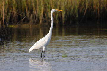 White egret in habitat stalking prey in saltwater marsh. 