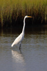 Obraz premium White egret in habitat stalking prey in saltwater marsh. 