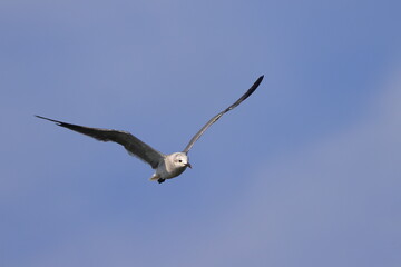Seagull inflight. 