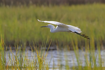 White egret in flight in habitat. 