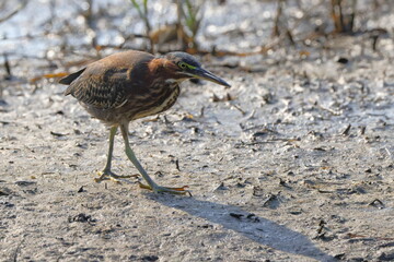 Tricolored heron in habitat saltwater marsh. 