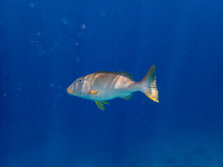 Trumpet emperor in the coral reef of the Red Sea