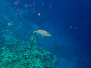 Fototapeta na wymiar Trumpet emperor in the coral reef of the Red Sea