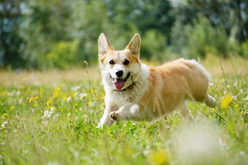 welsh corgi corgi dog run playing in the grass