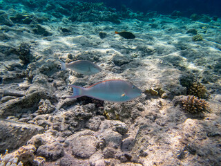 Trumpet emperor in the coral reef of the Red Sea