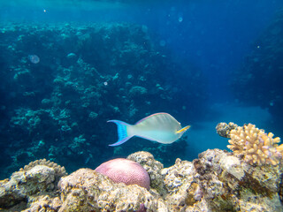 Trumpet emperor in the coral reef of the Red Sea