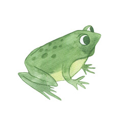 Watercolor drawing of a frog