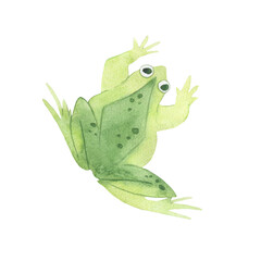 Watercolor illustration of a funny frog. Cartoon frog