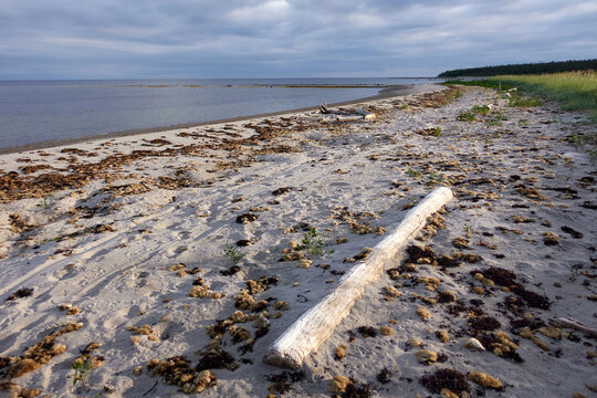 Northern seascape. Tersky coast of the White Sea. Murmansk region, Russia. The White Sea coast in Karelia in summer. Low tide. 