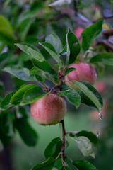 Ripe red apple on a tree branch with green leaves. The tree is in a garden under the rain.