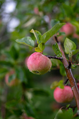 Red ripe apple with green leaves on a tree branch under the rain. The photo was taken in a green garden.