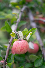The close-up to a red ripe apple with green leaves on a tree branch.