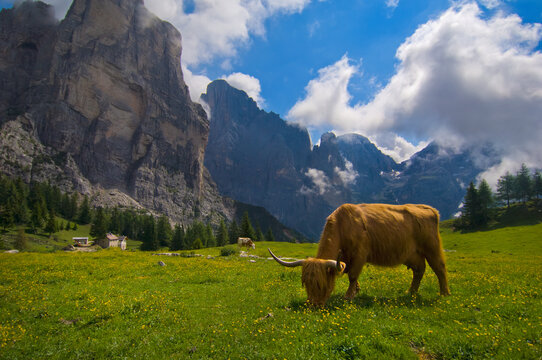 A Cow Grazes In A Meadow In A Mountain Valley; Civetta, Italy