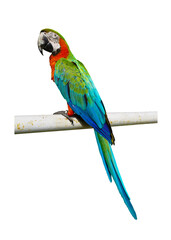 Harlequin Macaw Beautiful multi-colored macaw parrot isolated on white background. This has clipping path.